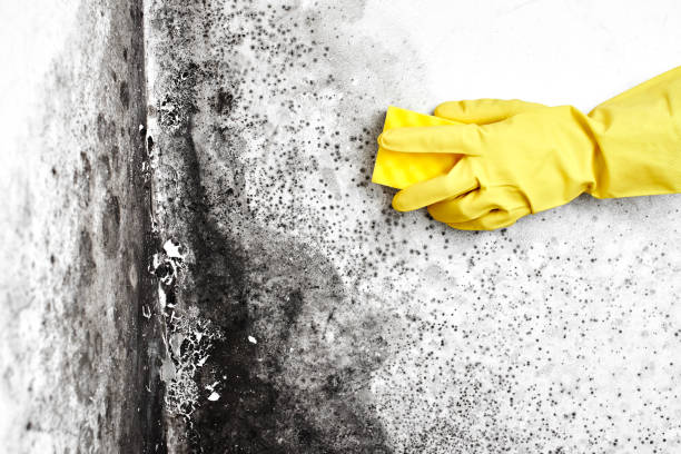 Best Post-Flood Mold Remediation in Patton Village, TX