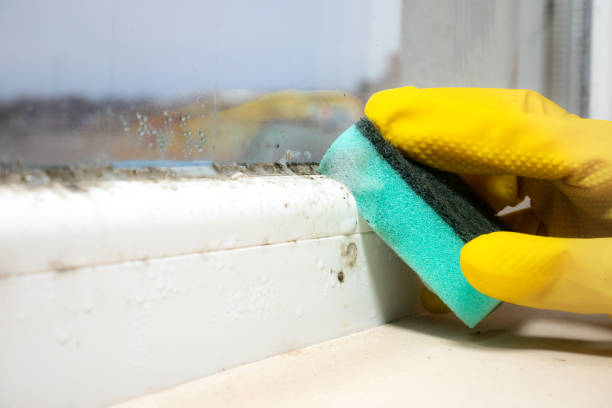 Best Black Mold Remediation in Patton Village, TX