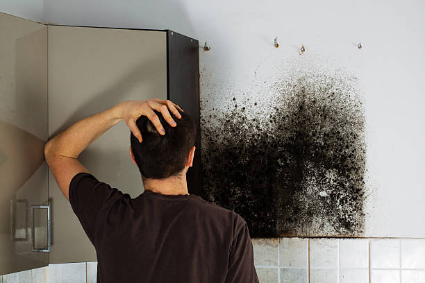 Best HVAC Mold Remediation in Patton Village, TX