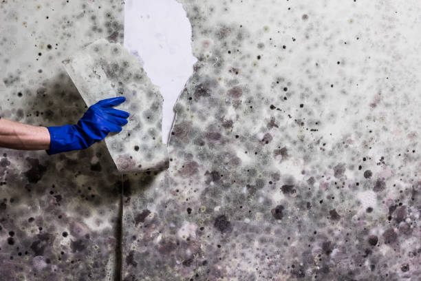 Best DIY Mold Remediation Support Services in Patton Village, TX